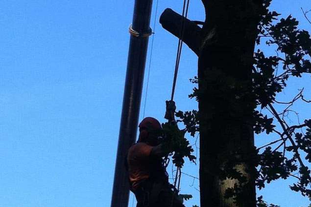 rooien, kappen, vellen van bomen in Raamsdonkveer